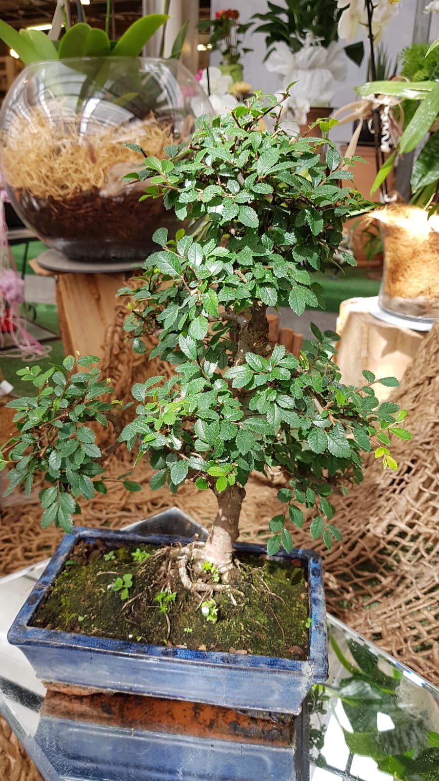 PICCOLA GUIDA BONSAI - 1) ZELKOVA NIRE