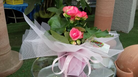 begoniaminicontulleefioccoinraso_1