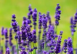 efc43616-42dd-4bf2-8935-7def350ee649