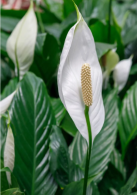 a3aa4481-7548-44b8-bb3a-99e3df81f292.png a3aa4481-7548-44b8-bb3a-99e3df81f292.png