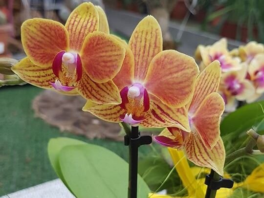 a5ec8b49-8a91-4597-ac49-d245a3a37d58