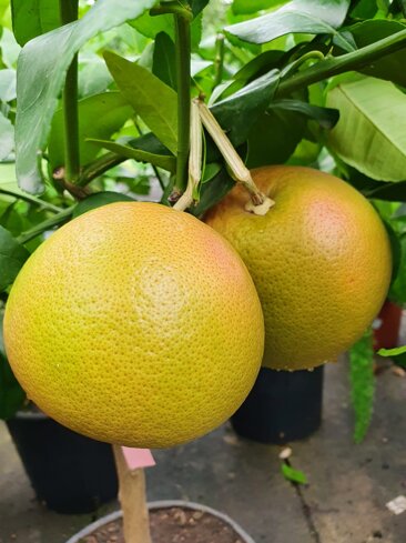 12bb220e-86e7-4a3c-9d19-15d1a7938363