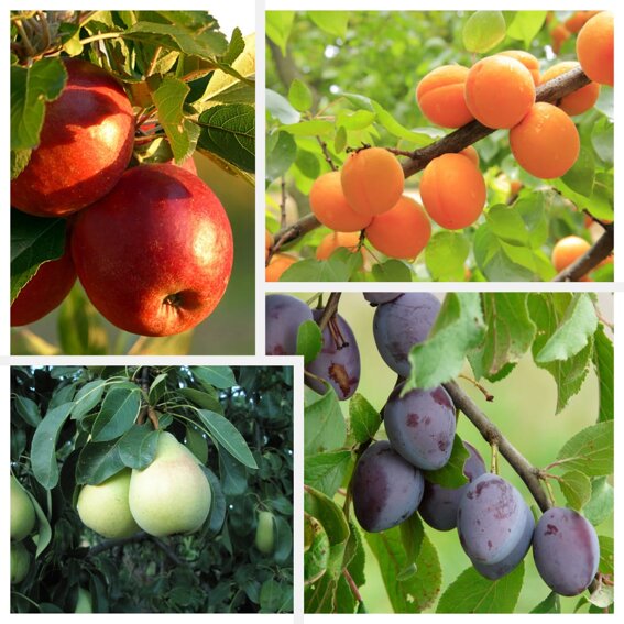 411e3366-8d2d-4c16-a568-c0ba4a69b920