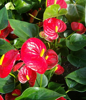 Anthurium Andreanum