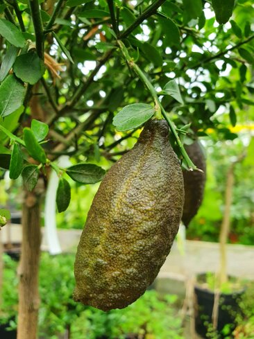 33eae490-9326-4834-97c3-f63239d9e806