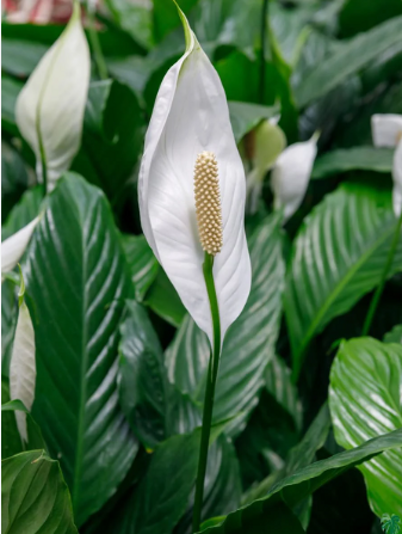 spathiphyllum