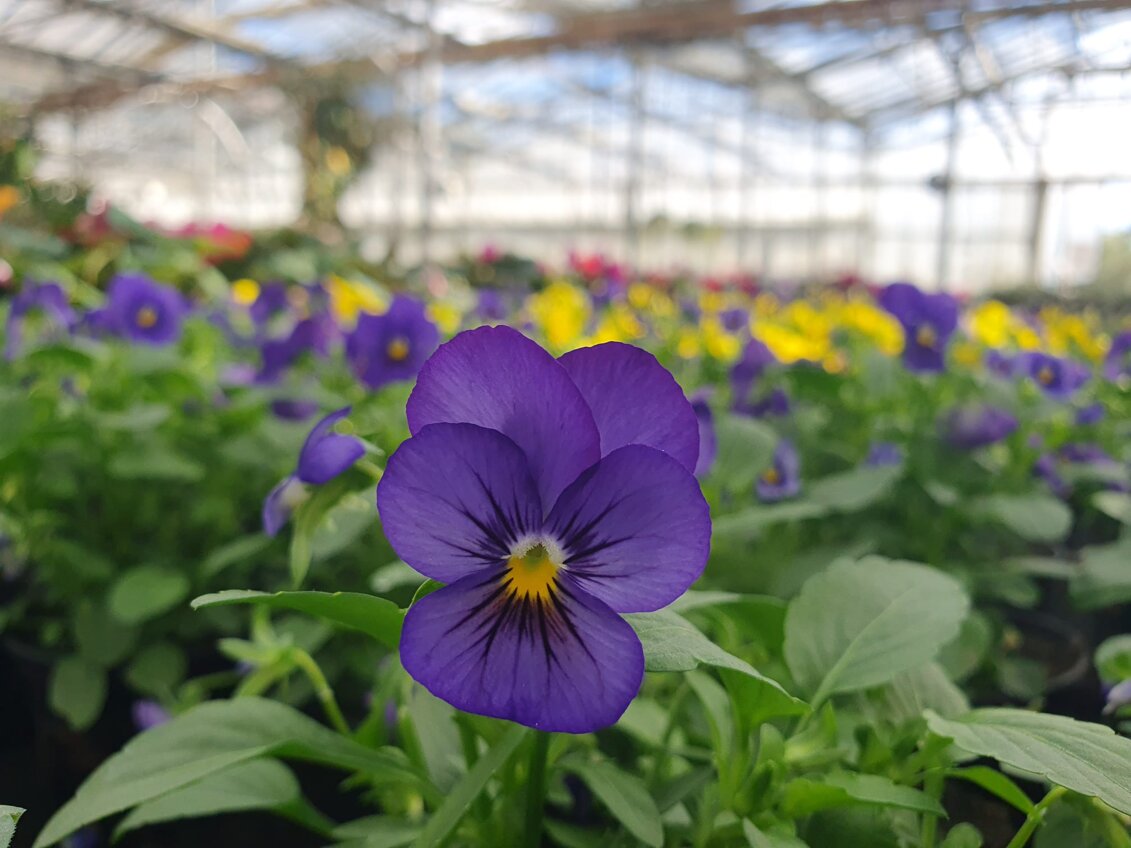 gaggero vivai _ viola cornuta.jpeg