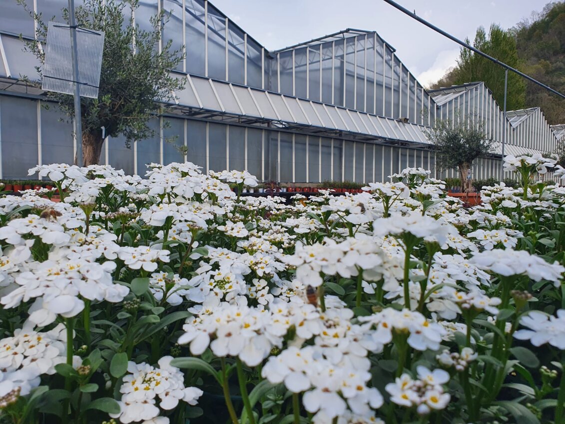 serre e iberis vivai gaggero.jpeg