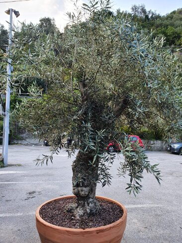 cfa9c86d-1253-4dc0-bd92-8ab69d35d709