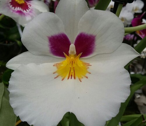 miltonia hyb. gaggero vivai.jpeg miltonia hyb. gaggero vivai.jpeg