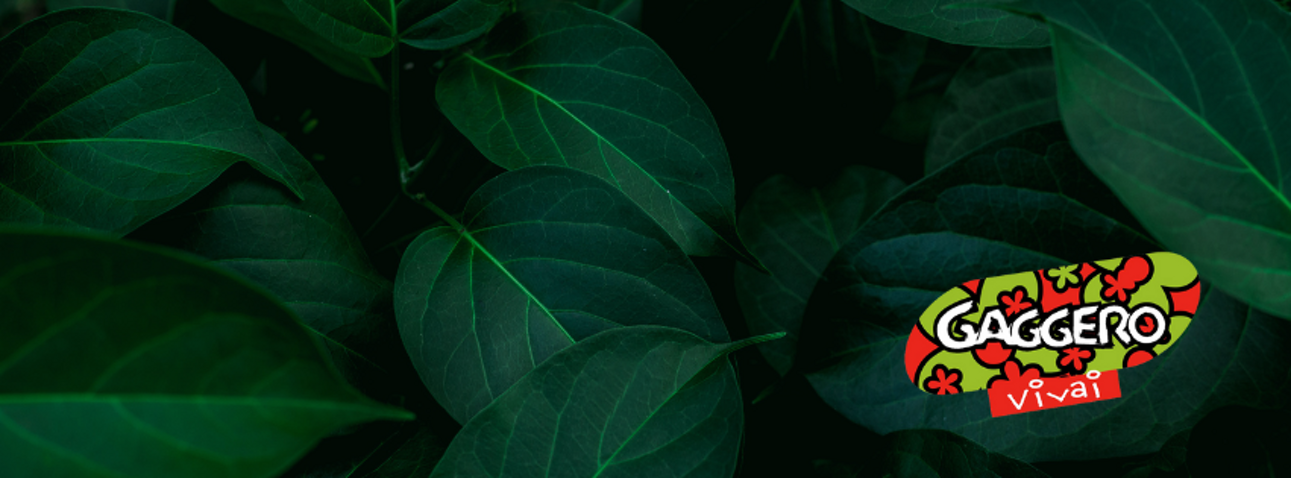 gaggero%20vivai%20green%202 gaggero%20vivai%20green%202