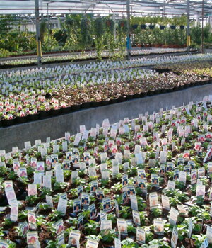 Surfinia in coltivazione