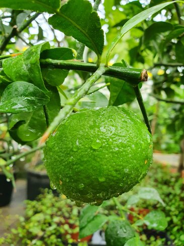 0e3f5494-9cc5-4cec-80e4-be09410629fb