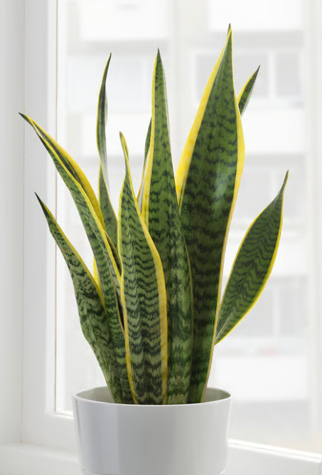 sansevieria.png sansevieria.png
