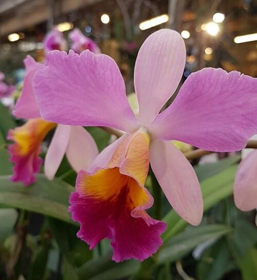 cattleya hyb. gaggero vivai.jpeg cattleya hyb. gaggero vivai.jpeg