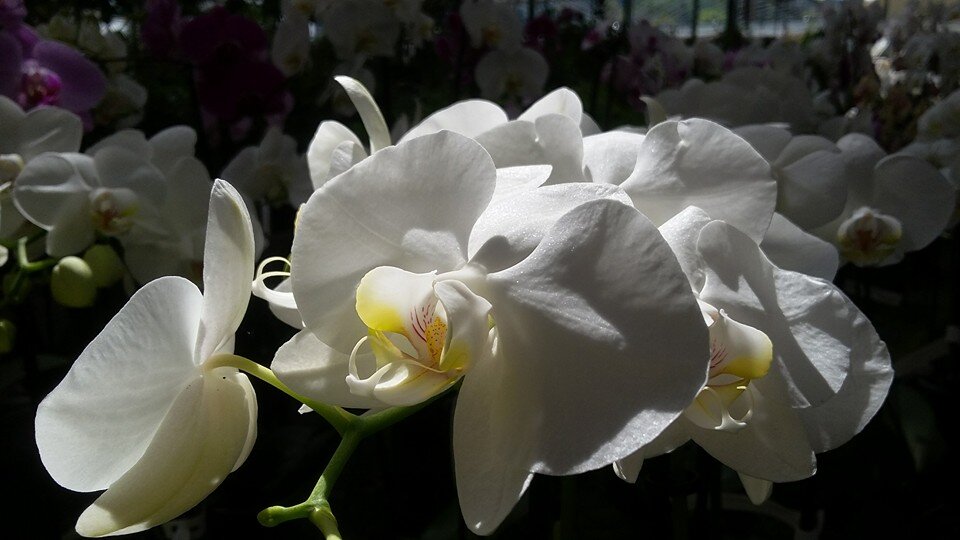 phalaenopsisbianco_gaggerovivai.jpg phalaenopsisbianco_gaggerovivai.jpg