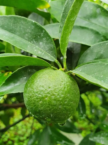 d4422ab2-04ae-45c9-9c73-1571aa924fb8