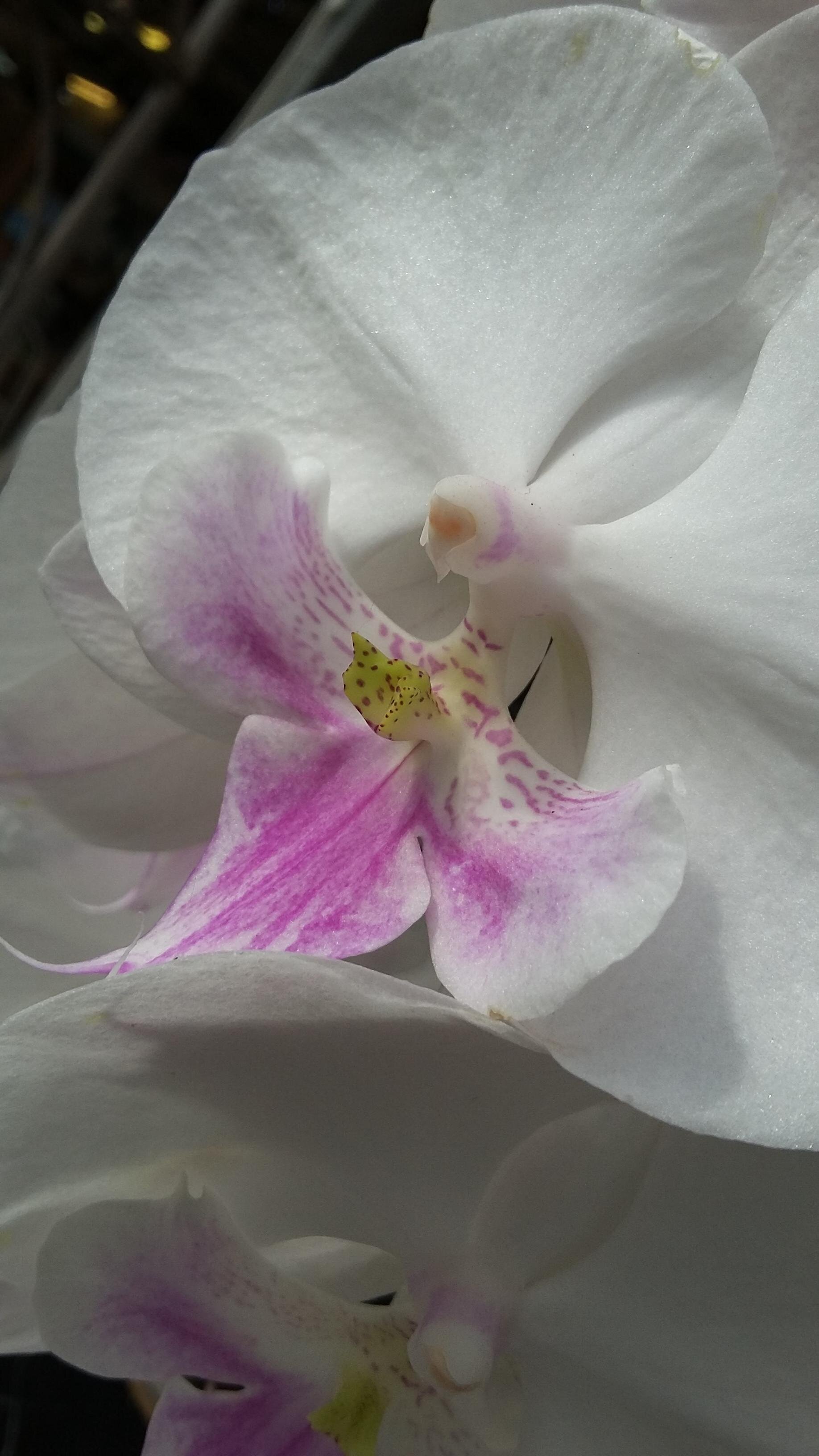 L'orchidea in primo piano: PHALAENOPSIS L'orchidea in primo piano: PHALAENOPSIS