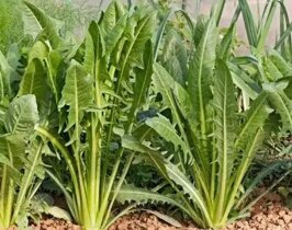 0dad62a2-a3b7-4a66-b04c-e6576d01013f