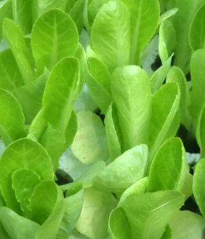 Produzione piantine di insalata