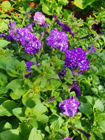 24ae2040-0c3b-427d-b2f4-956e699497fc