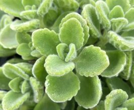 b7952f88-0d91-4011-ae61-856be6630166