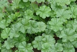 cc8f8f8c-eb0e-4b1a-a4e0-ed35d66a65c0