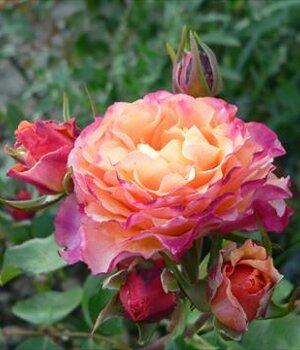 Produzione rose da sciroppo