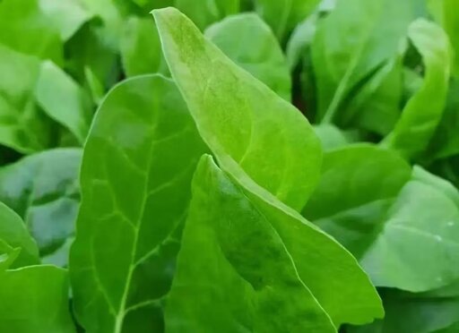 92d4325c-e38c-43ae-95df-be568a512b13