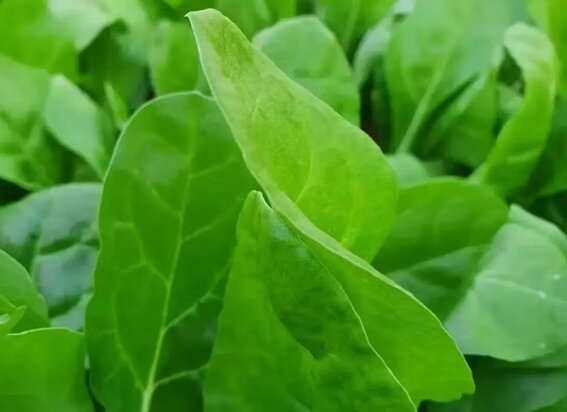 92d4325c-e38c-43ae-95df-be568a512b13