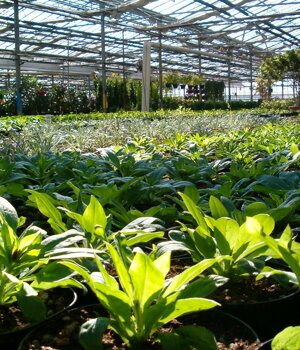 Nursery plants