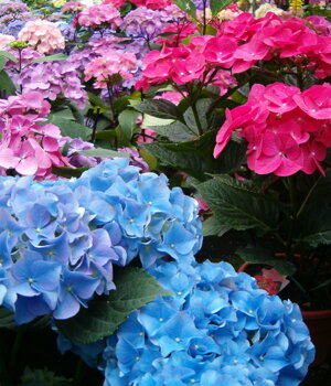 Vivaio di produzione ortensie