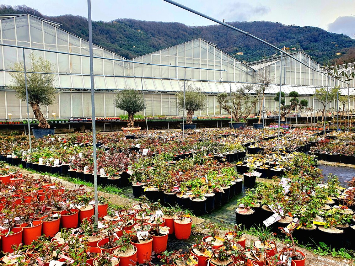 gaggero vivai carasco.jpeg