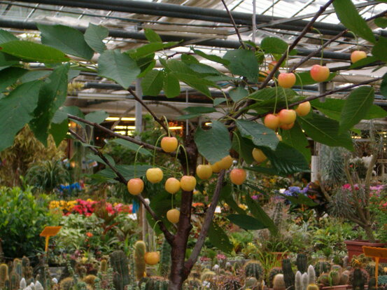 gaggerovivaiciliegioc1