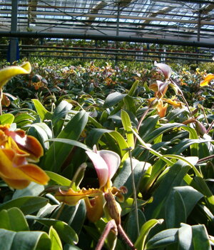 Paphiopedilum Hyb. Dixonia