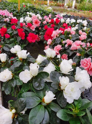 4c49c0f1-4b89-4e0b-b85d-1d0c18cd554c