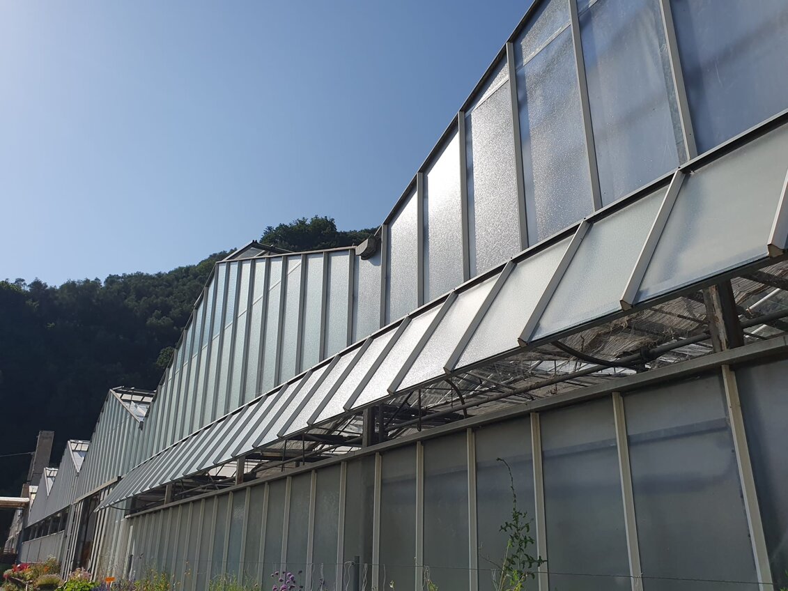 serre gaggero vivai carasco.jpeg