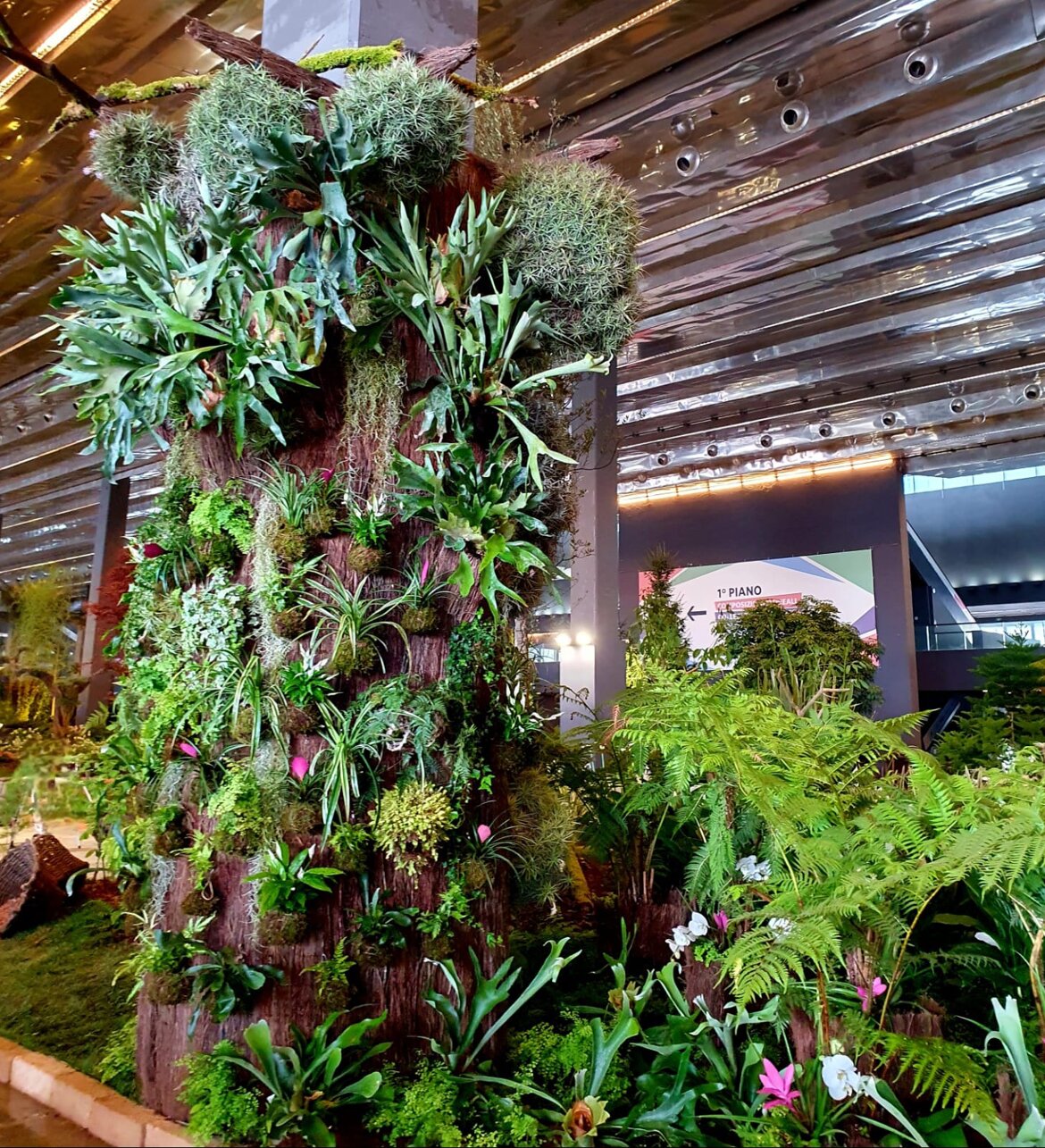 Un grande albero di oltre 4 metri ricoperto di Tillandsia, Platycerium e Felci