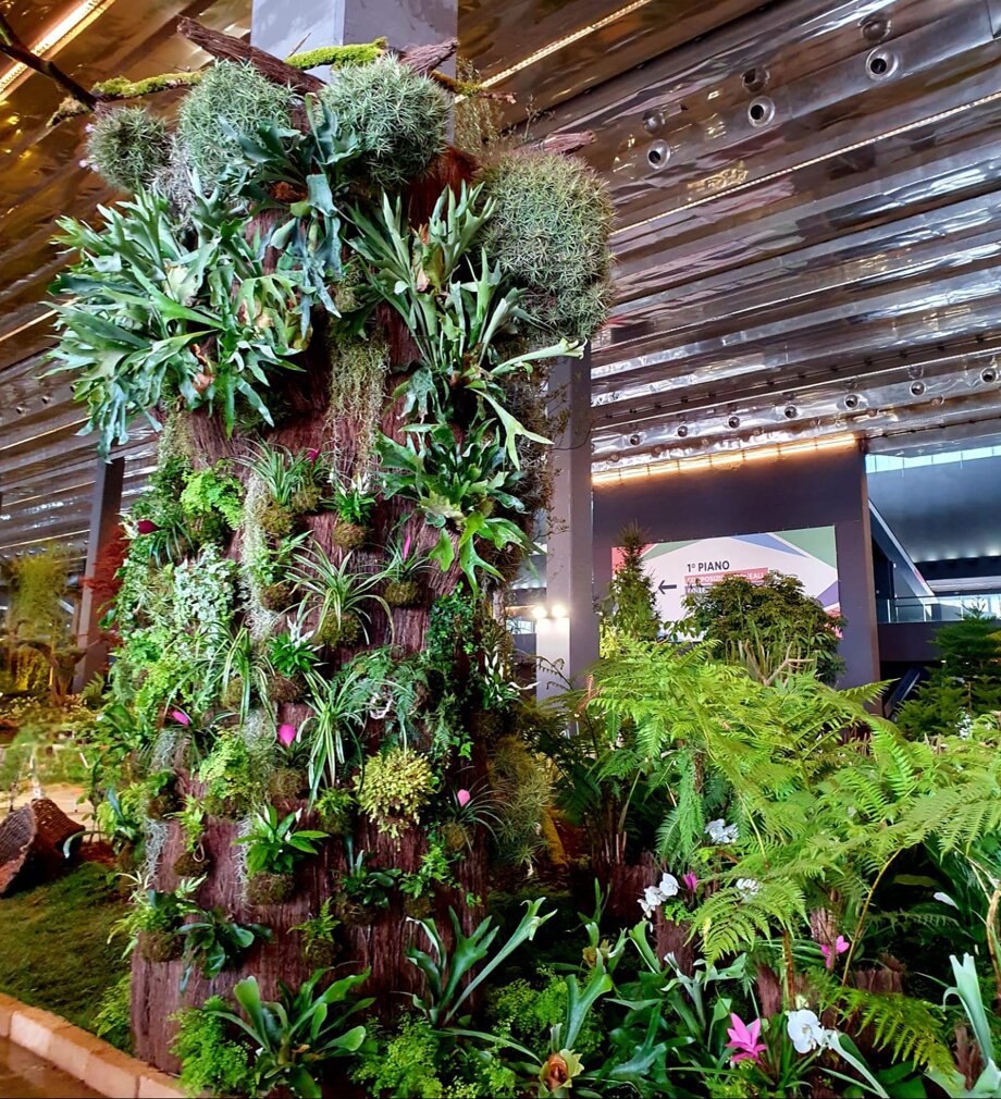 Un grande albero di oltre 4 metri ricoperto di Tillandsia, Platycerium e Felci Un grande albero di oltre 4 metri ricoperto di Tillandsia, Platycerium e Felci
