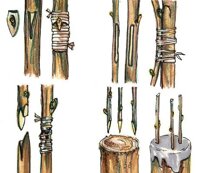 CORSO: MOLTIPLICAZIONE DELLE PIANTE