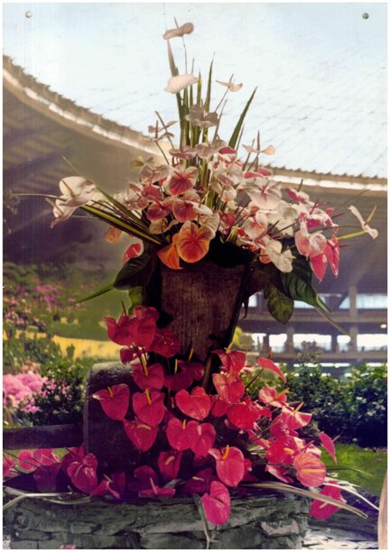 euroflora gaggero 1971.jpeg euroflora gaggero 1971.jpeg