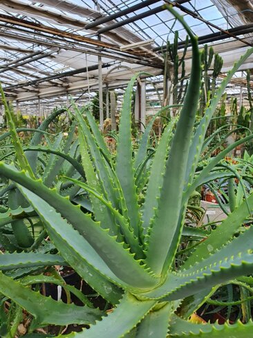 51fdea92-1d39-4039-9ae0-8fae55c8398f