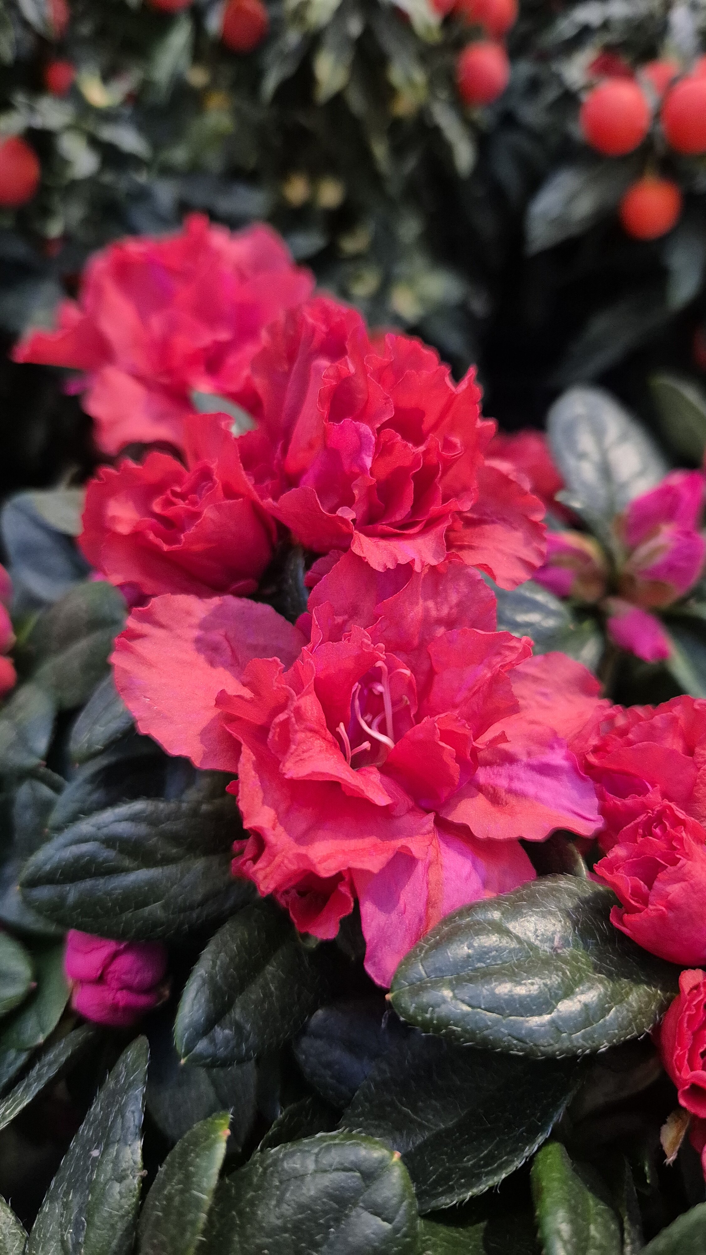 azalea-gaggero-vivai.jpeg azalea-gaggero-vivai.jpeg