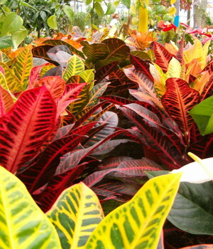 Piante ornamentali da appartamento