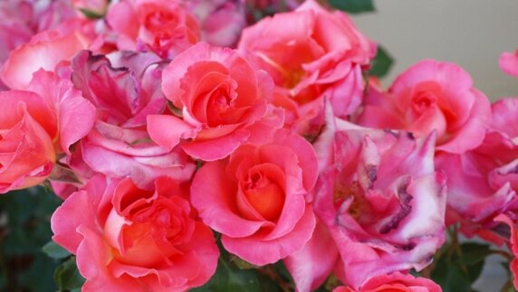 0556070d-8a21-4b4b-a85b-93cadd04a6c8