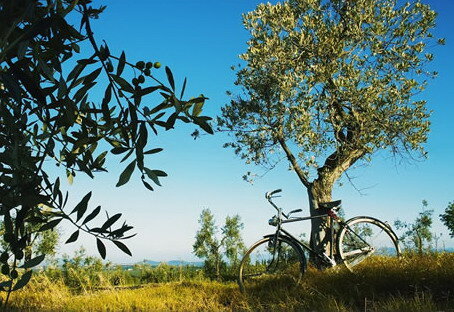 d810e52f-af3e-4abe-9083-f2bbd44aa781