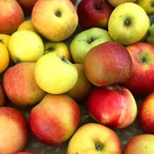 frutta2-500.jpeg