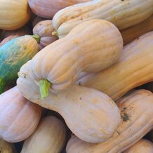 zucca-violina500.jpeg
