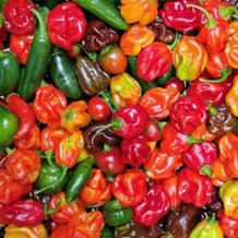 habanero500.jpeg