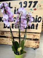 pianta-di-phalaenopsis